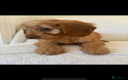 Labradoodle dogs for sale: LICENSED BREEDER F2b mini labradoodles - Image 23