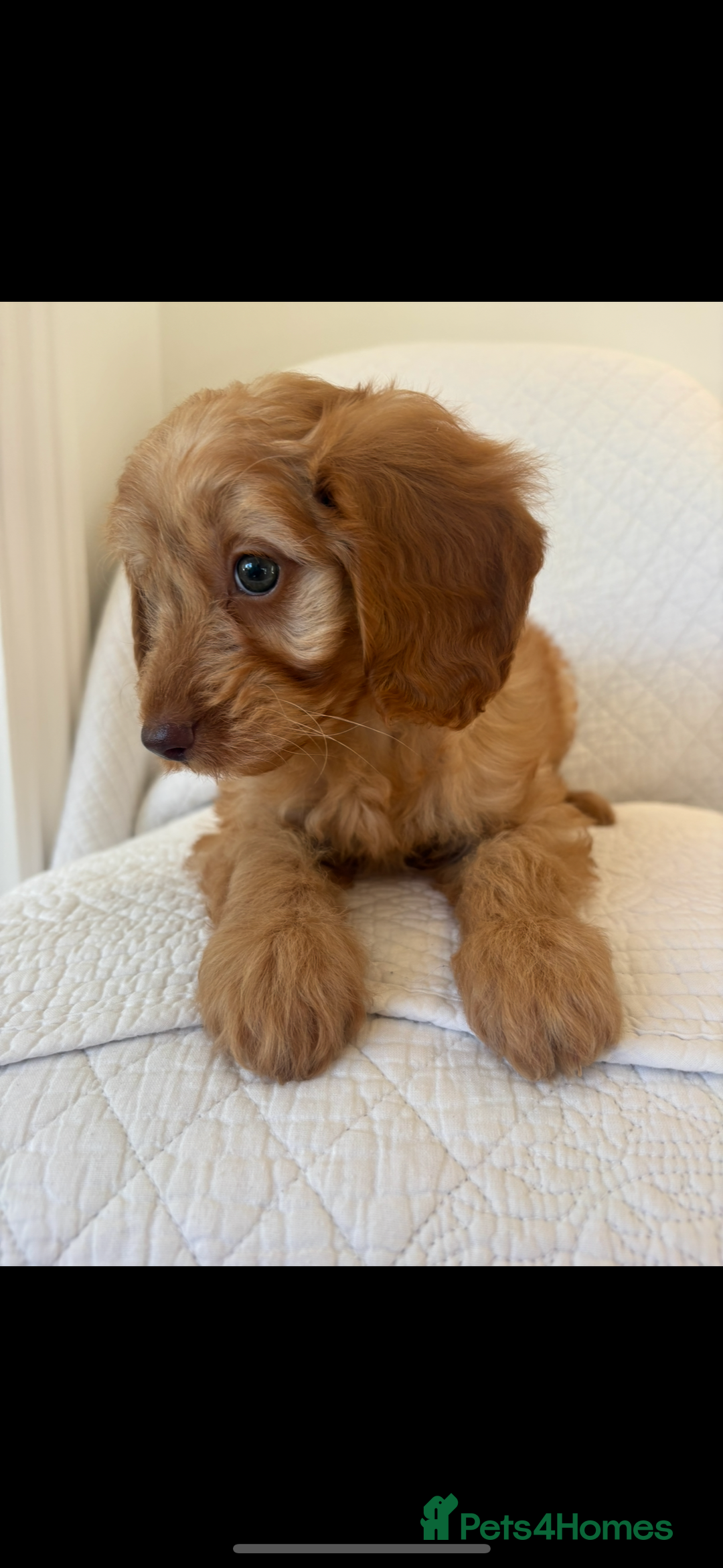 Labradoodle dogs for sale: LICENSED BREEDER F2b mini labradoodles - Image 23
