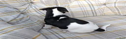 Jack Russell dogs for sale: Jack Russell Puppies for Sale - Advert 17