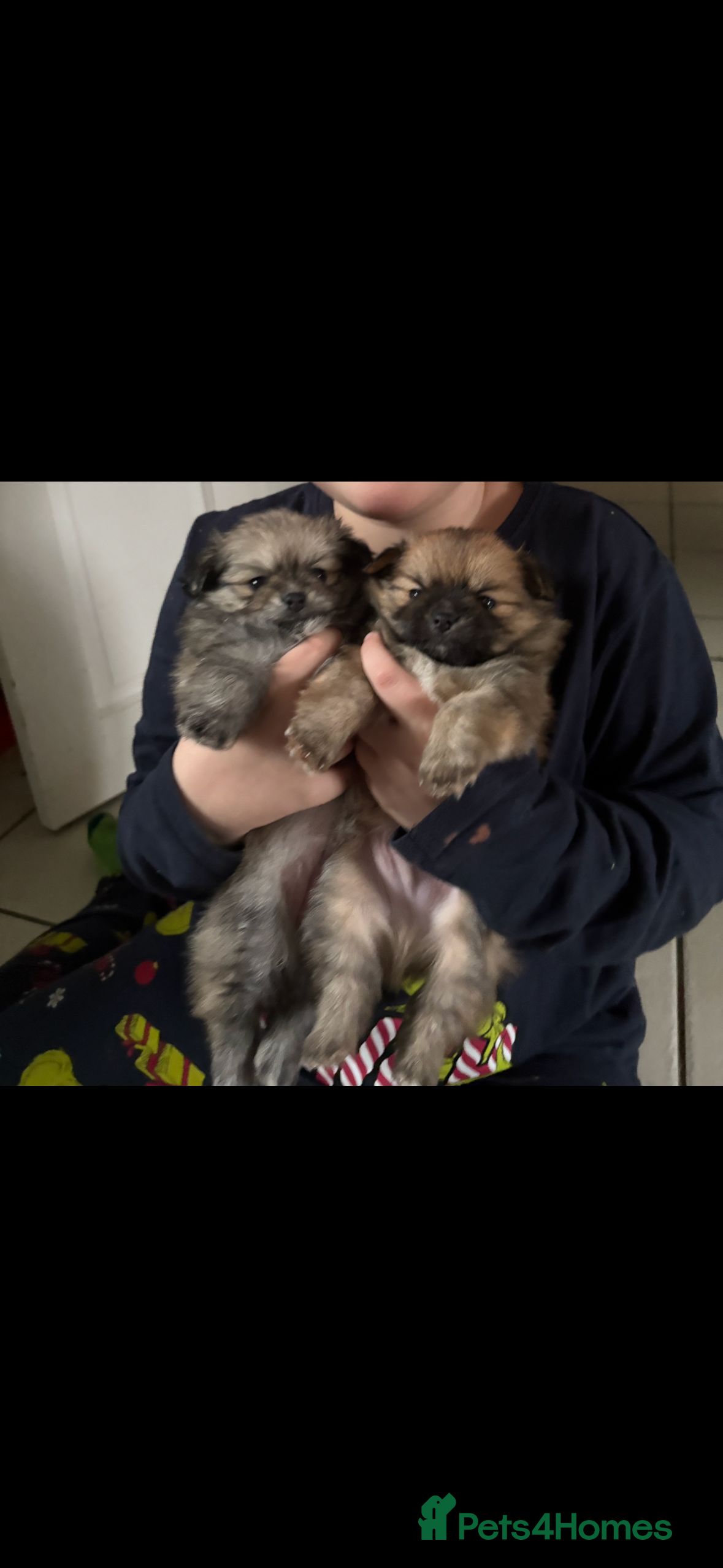 Pomchi dogs Two beautiful pomchis - Advert 6