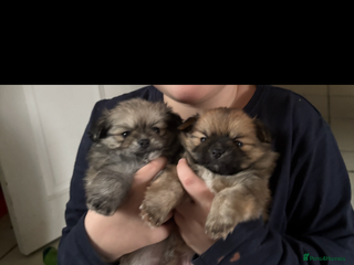 Pomchi dogs Two beautiful pomchis - Advert 6