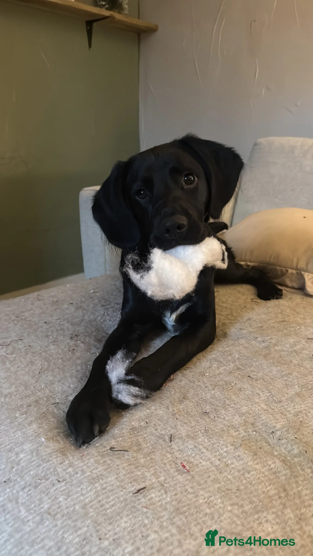 Springador dogs for sale: Male springador puppy - Advert 5