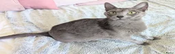 Russian Blue cats for sale: GCCF Registered Mia Seeking a Loving Home - Advert 5