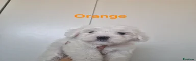 Maltese Puppy 3