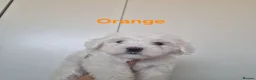 Maltese dogs for sale: Beautiful girls - Advert 7