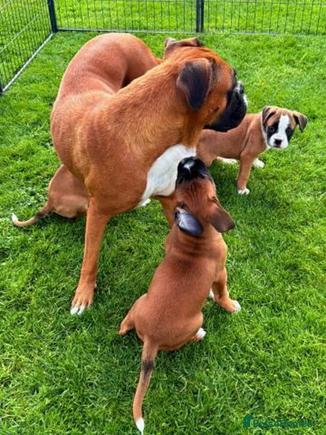 Boxer dogs for sale: Beautiful Boxer Puppies-2 Boys & 1 Girl in Reading - Advert 1