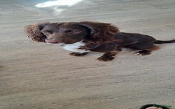 English Springer Spaniel dogs for sale: Kocko  - Image 2
