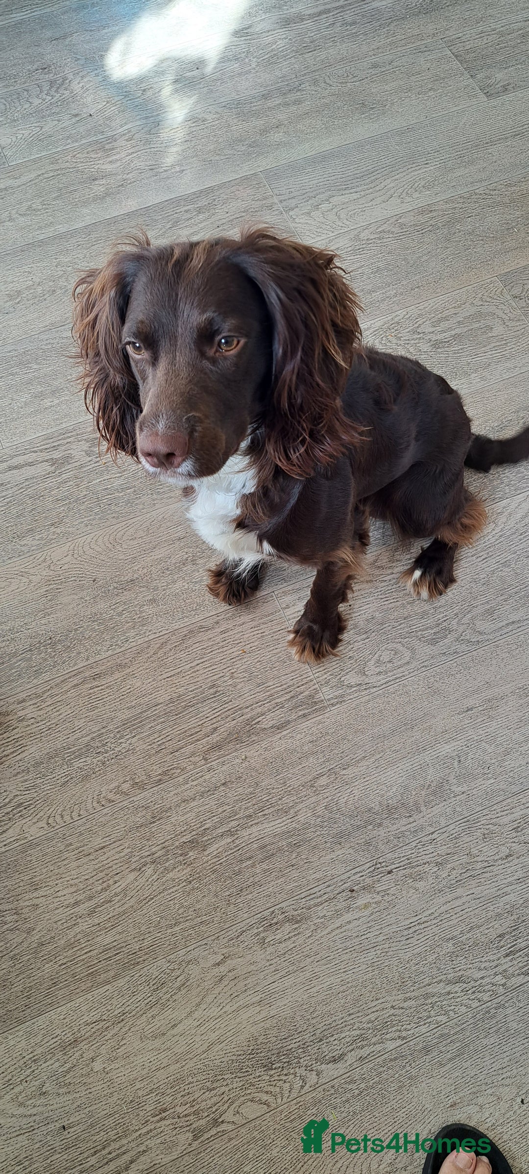 English Springer Spaniel dogs for sale: Kocko  - Image 2