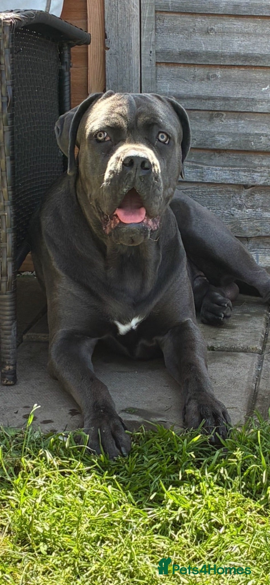 Cane Corso dogs Male cane corso stud - Advert 1