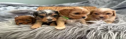 Cavapoo dogs for sale: EXCEPTIONAL EXTENSIVELY HEALTH TESTED BABIES - Advert 8