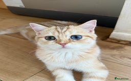 British Shorthair cats for sale: GCCF reg BSH Chocolate Golden Odd Eyes Last Male in London - Image 37