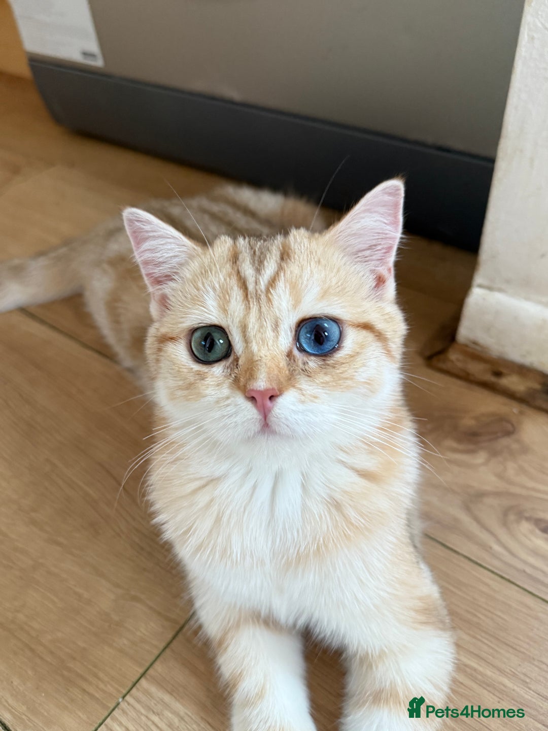 British Shorthair cats for sale: GCCF reg BSH Chocolate Golden Odd Eyes Last Male in London - Image 37