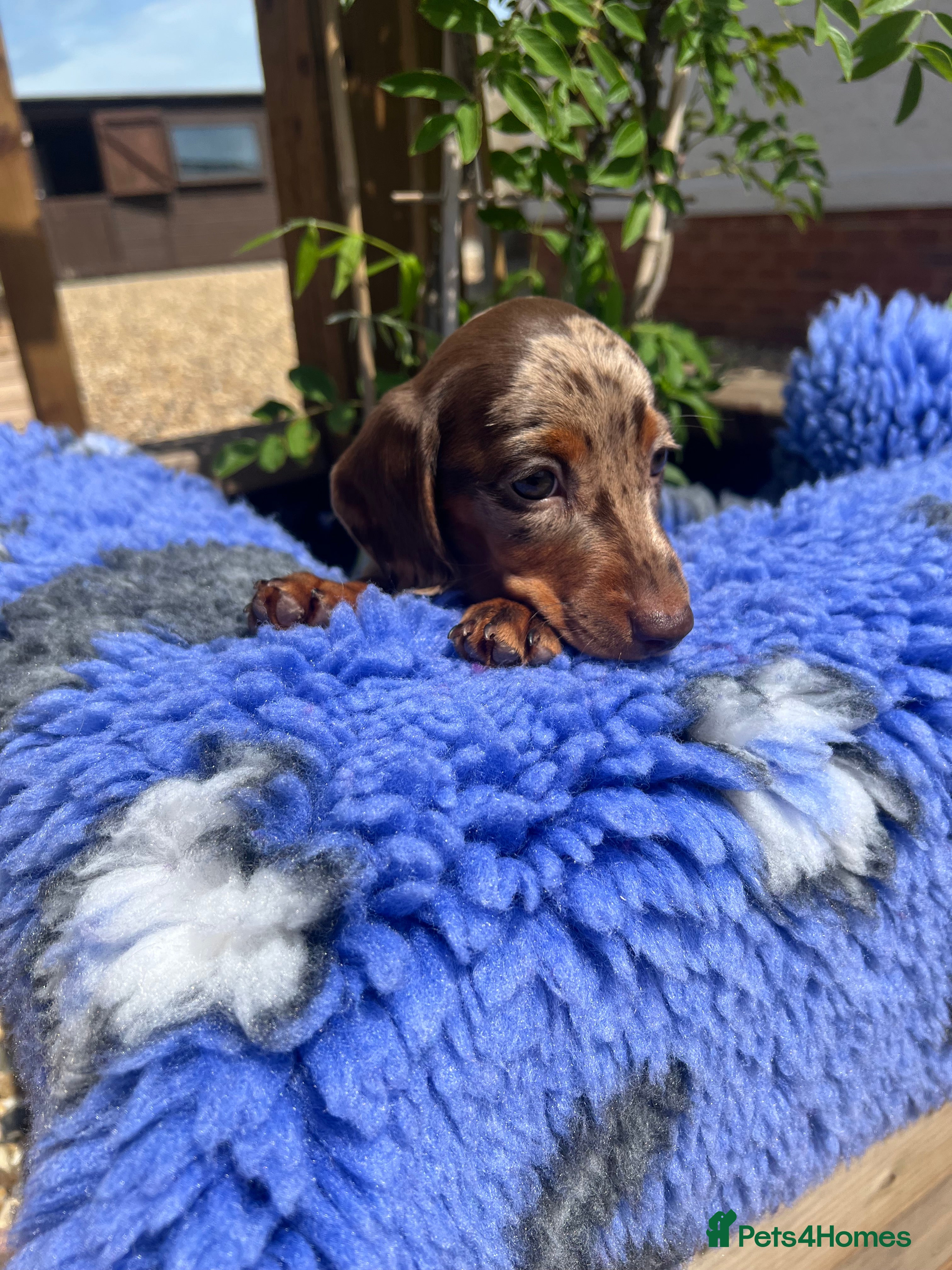 Miniature Dachshund dogs Beautiful miniature dachshund puppies. - Advert 1
