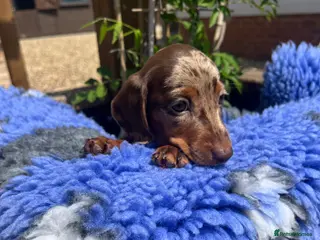 Miniature Dachshund dogs Beautiful miniature dachshund puppies. - Advert 1