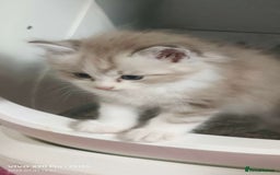 Ragdoll cats for sale: Mink Ragdoll - Image 5