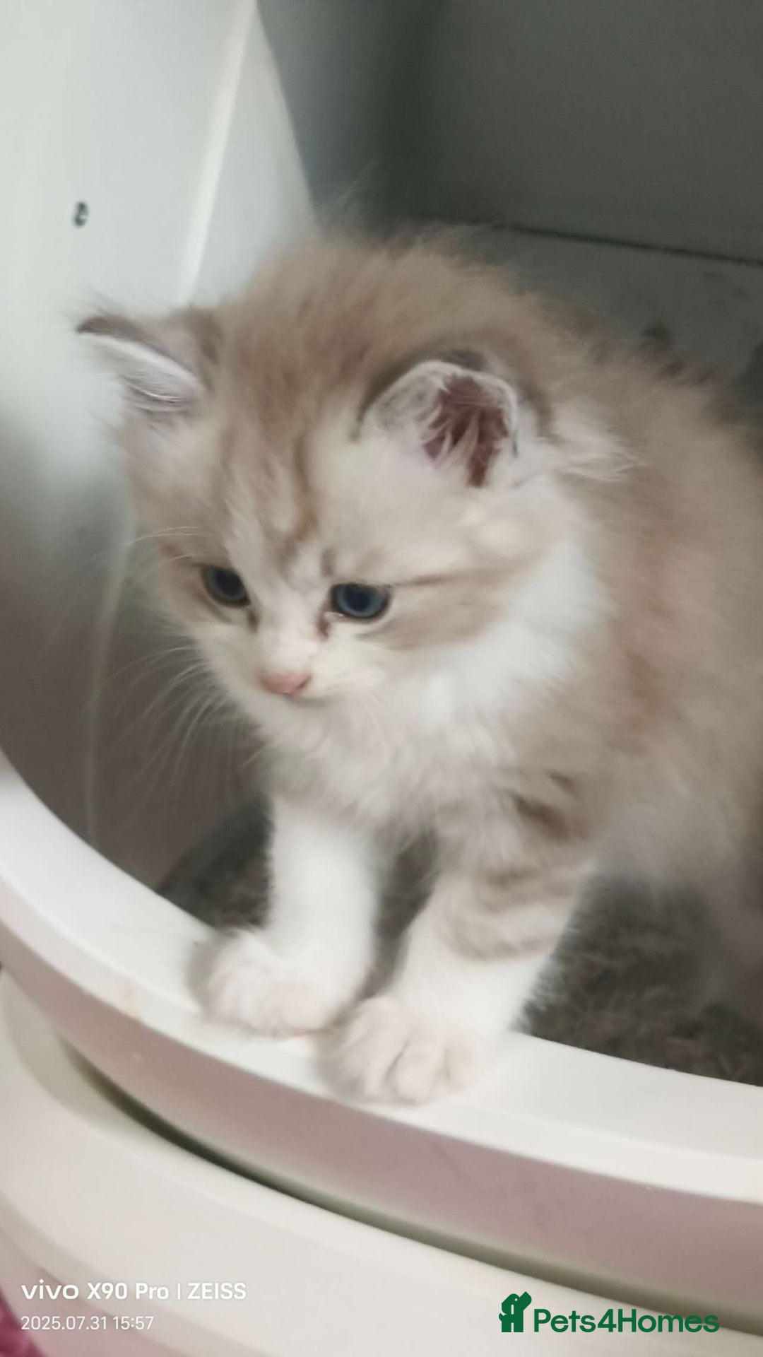 Ragdoll cats for sale: Mink Ragdoll - Image 5