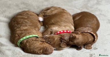 Cockapoo dogs Beautiful Cockapoo Puppies – Ready Early New Year - Advert 5