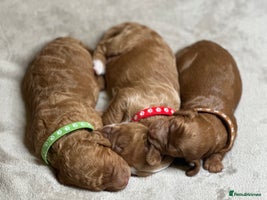 Cockapoo dogs Beautiful Cockapoo Puppies – Ready Early New Year - Advert 5