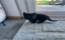 Mixed Breed cats for sale: Kittens for sale  - Advert 5