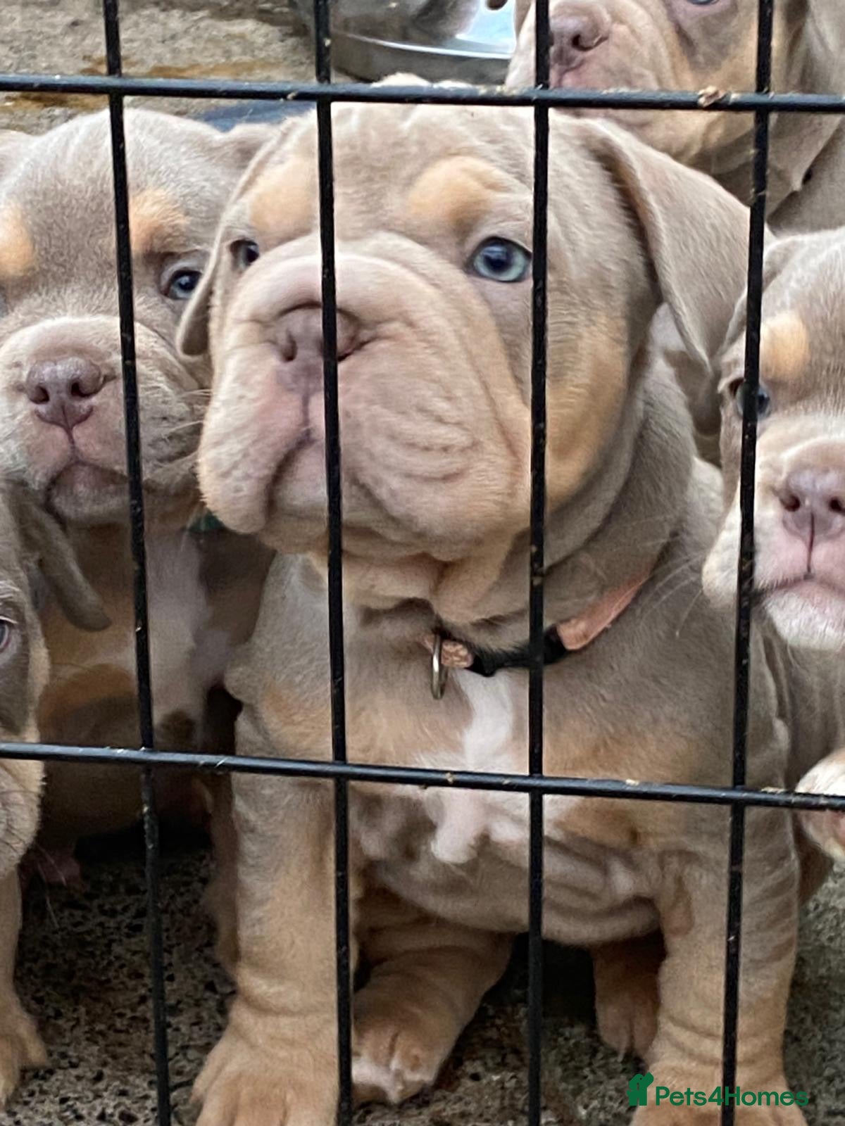 Mixed Breed dogs French bulldog X Pocket bully - Advert 2