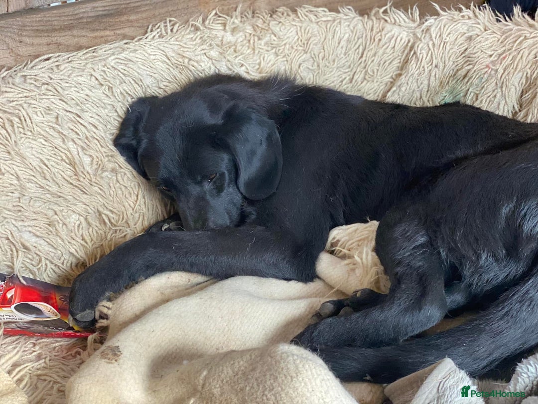 Mixed Breed dogs for adoption: Brave Bruno is Ready for His Forever Family! 🤎 - Image 7