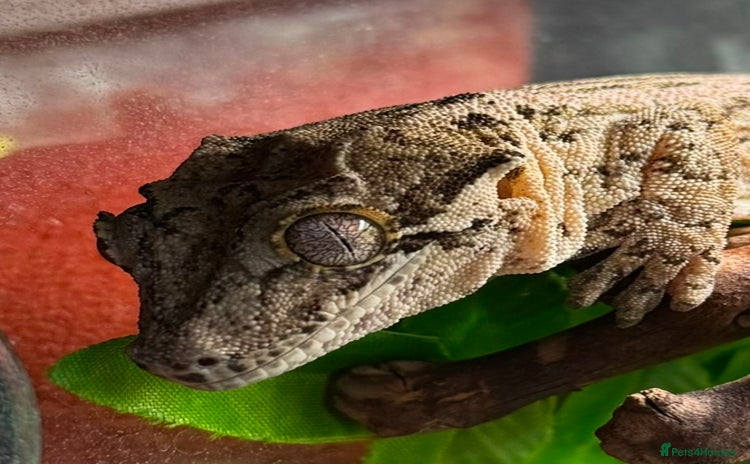 Gecko reptiles - Advert 1