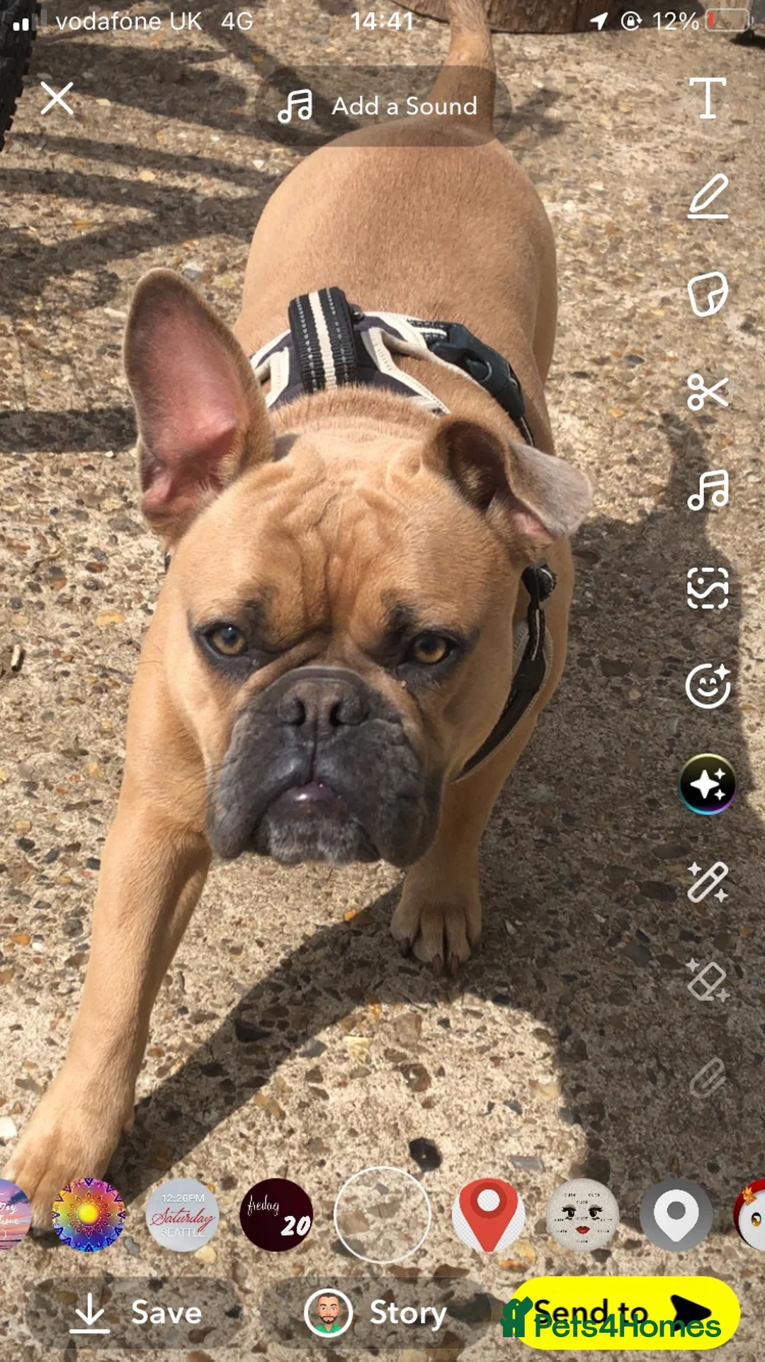 Mixed Breed dogs for sale: Dolly  - Advert 3