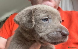 Labrador Retriever dogs for sale: Outstanding KC Registered Silver Labrador Puppies - Image 4