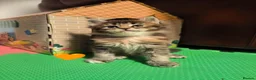 Maine Coon cats for sale: Beautiful Maine coon kittens  - Advert 3