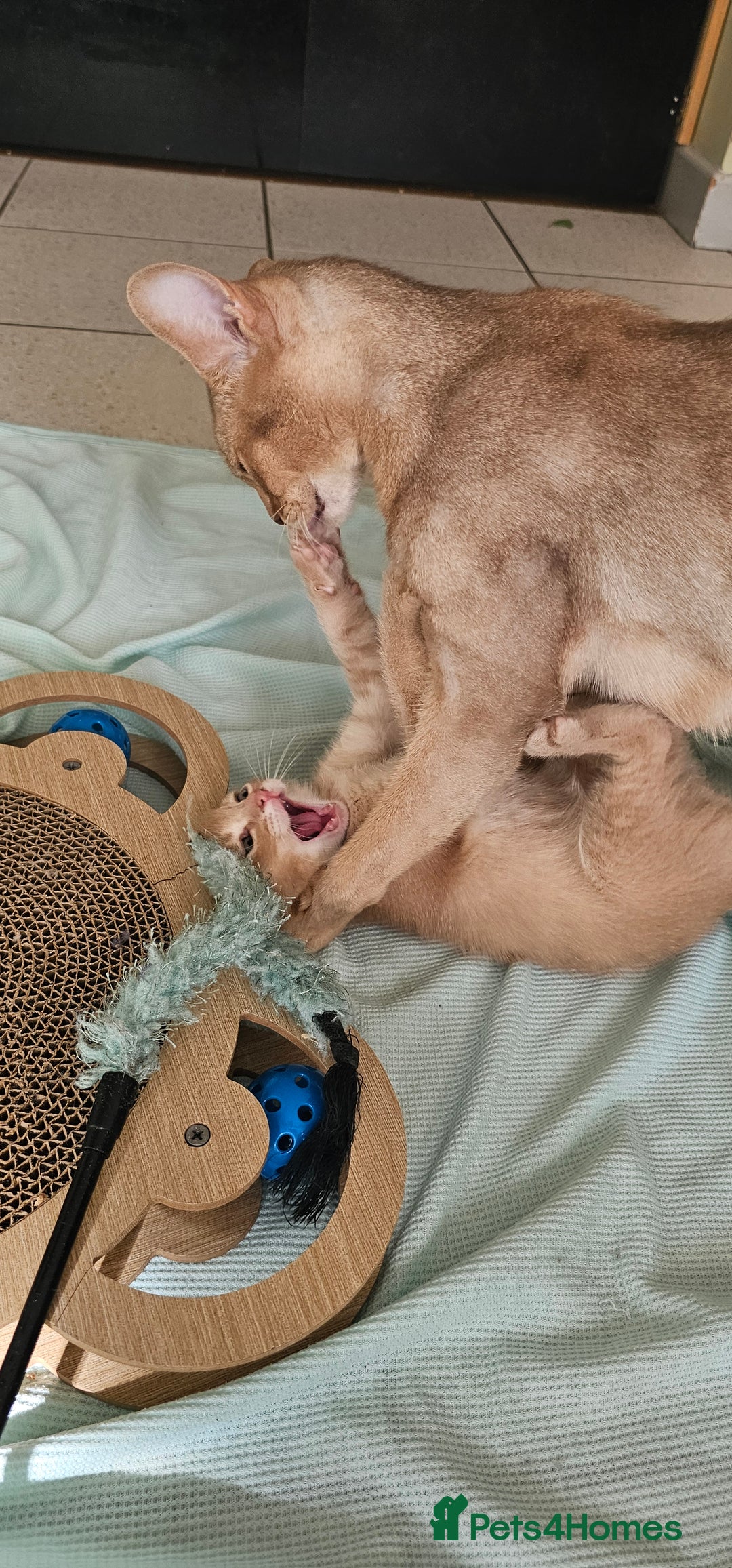 Abyssinian cats for sale: Abyssinian and Bengal x kittens 😻 - Image 24