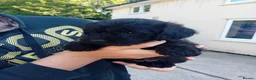 Mixed Breed dogs for sale: Borderpoo puppies in Woodbridge - Advert 18