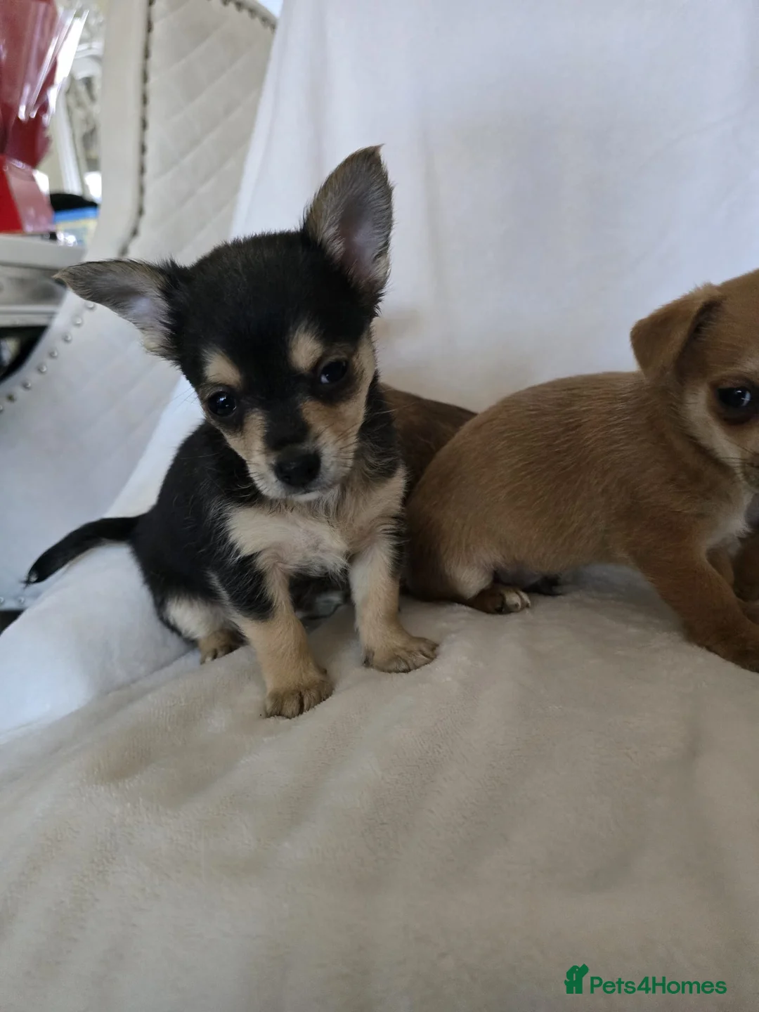 Chihuahua dogs for sale: Chihuahua puppies  - Advert 15