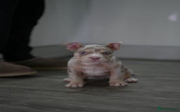 American Bully dogs for sale: Mirco bully- perfect and ready to go.  - Advert 6