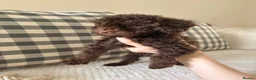 Cockapoo dogs for sale: Health tested cockapoo puppies  - Advert 19