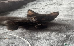 Mixed Breed cats for sale: Torie Moggie  - Image 4