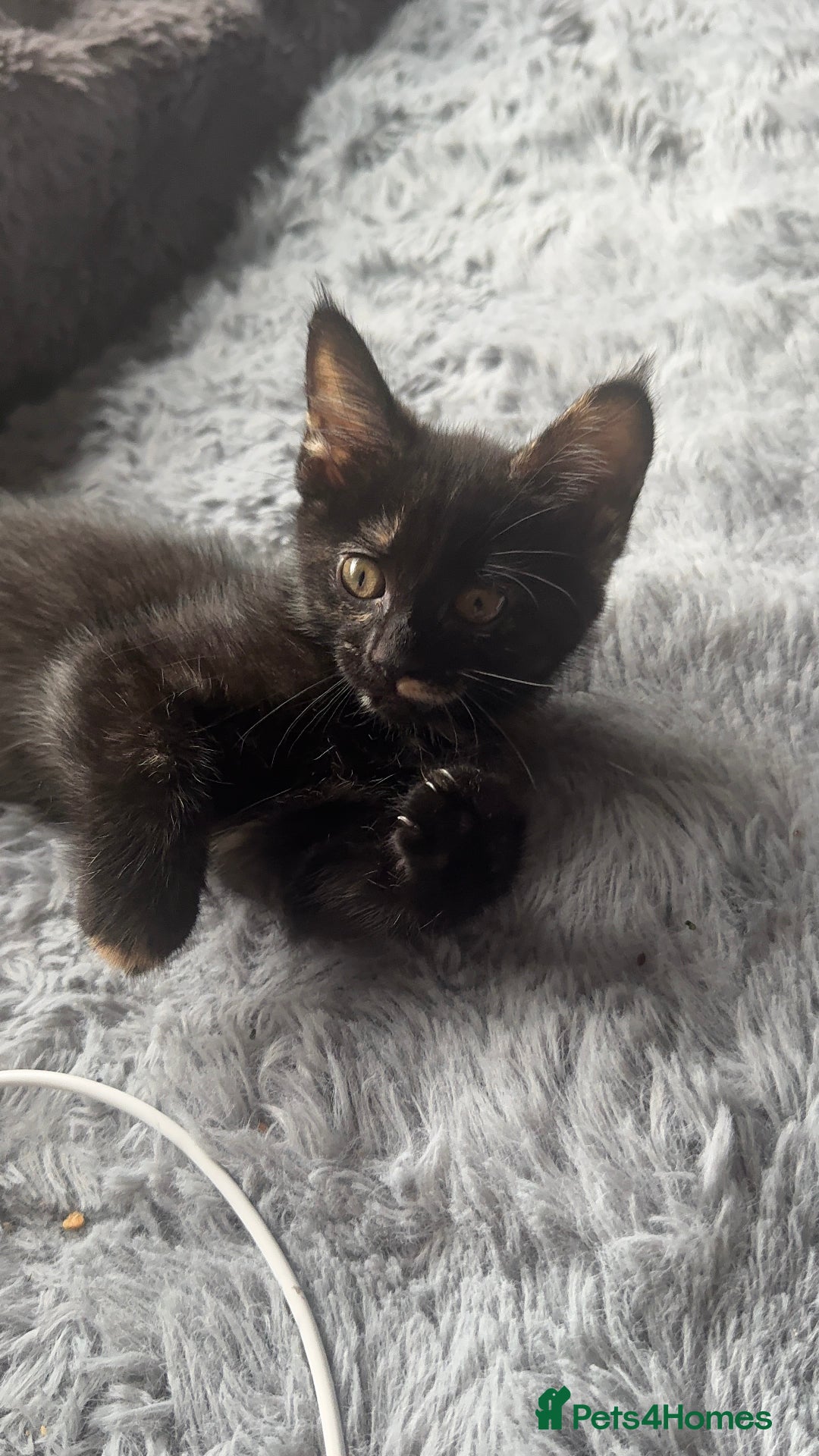 Mixed Breed cats for sale: Torie Moggie  - Image 4