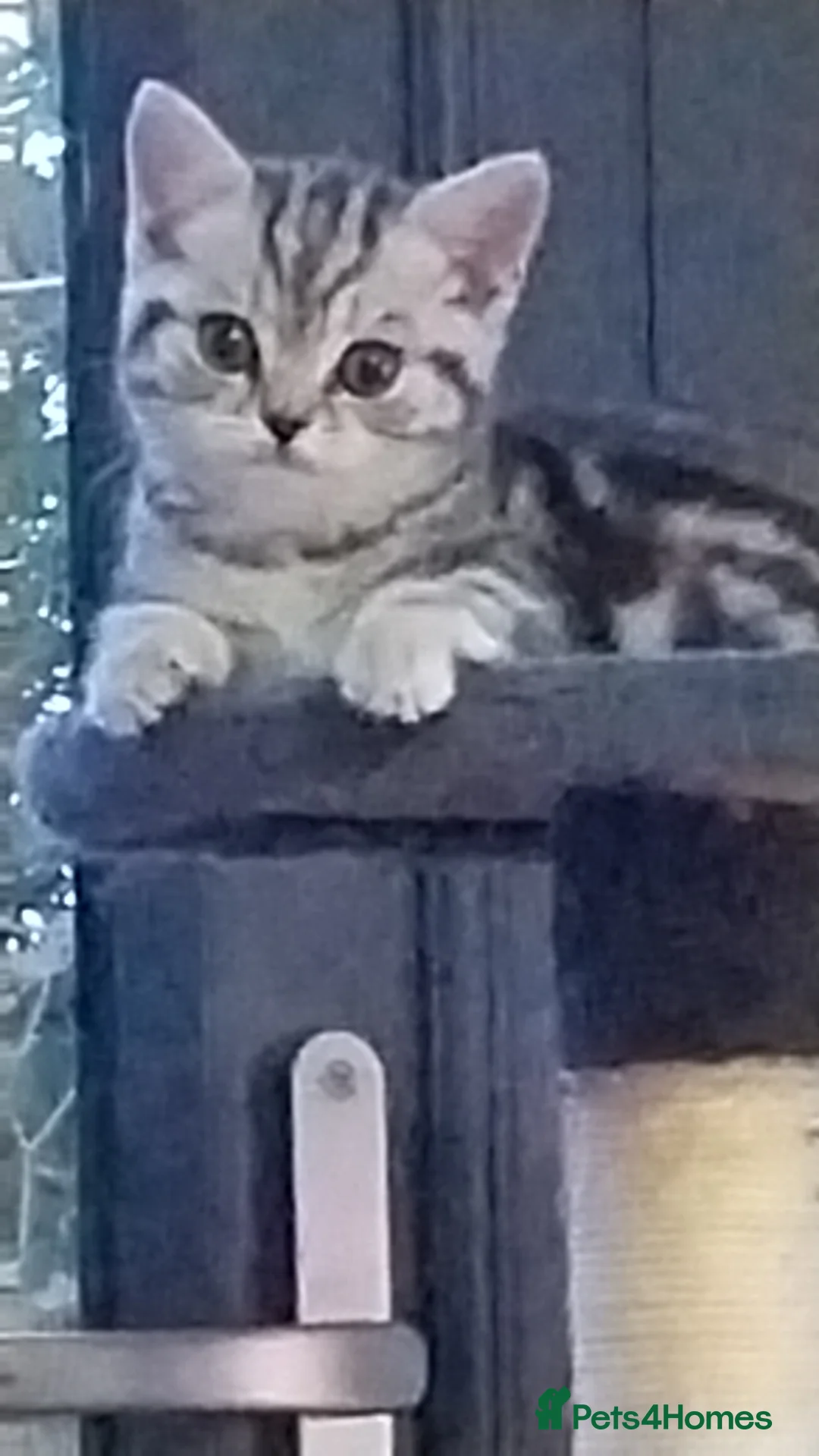 British Shorthair cats for sale: Gccf BSH FEMALE RARE COLOURS  - Advert 2