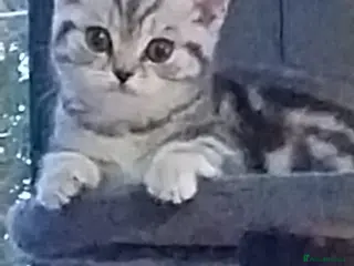 British Shorthair cats Gccf BSH FEMALE RARE COLOURS - Advert 2