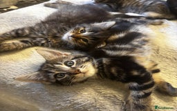 Norwegian Forest Cat cats for sale: Beautiful fluffy kittens - Image 5