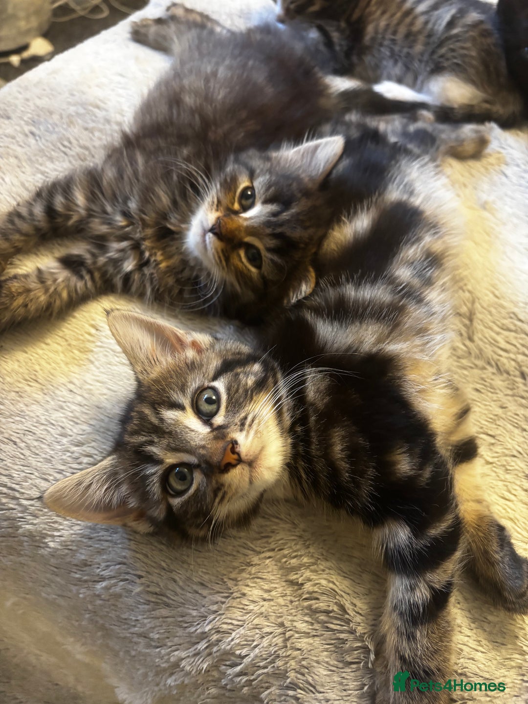Norwegian Forest Cat cats for sale: Beautiful fluffy kittens - Image 5
