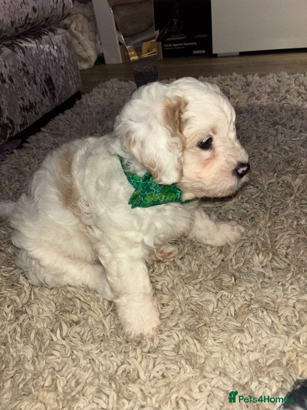 Cavapoochon dogs for sale: Cavapoochon  - Advert 5