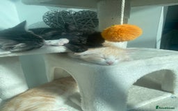 Ragdoll cats for sale: Ragdoll X Kittens for Loving Forever Homes - Image 31