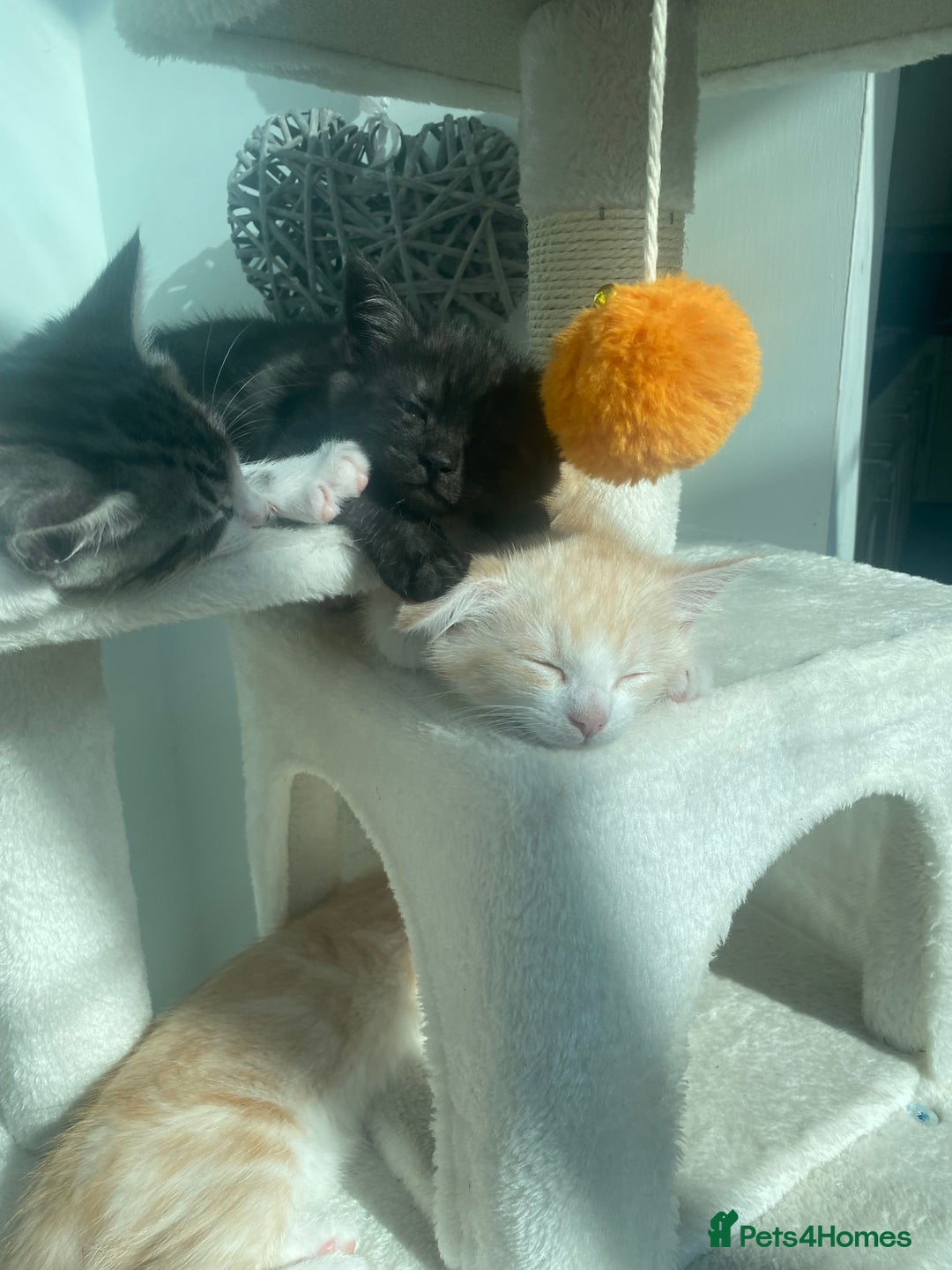 Ragdoll cats for sale: Ragdoll X Kittens for Loving Forever Homes - Image 31