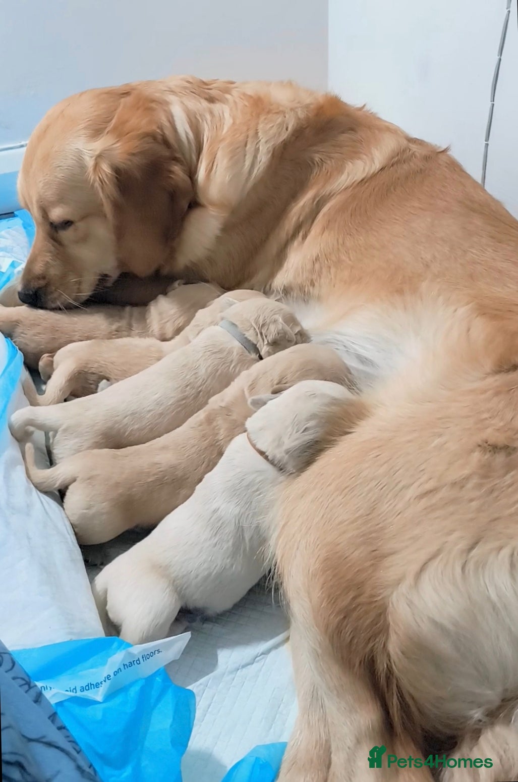 Golden Retriever dogs Gorgeous golden retriever puppies 🐕 - Advert 2