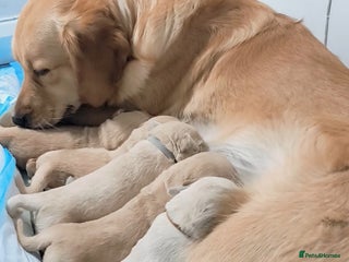 Golden Retriever dogs Gorgeous golden retriever puppies 🐕 - Advert 1