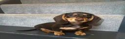 Miniature Dachshund dogs for sale: Beautiful Chocolate & Cream Miniature Dachshund - Advert 5