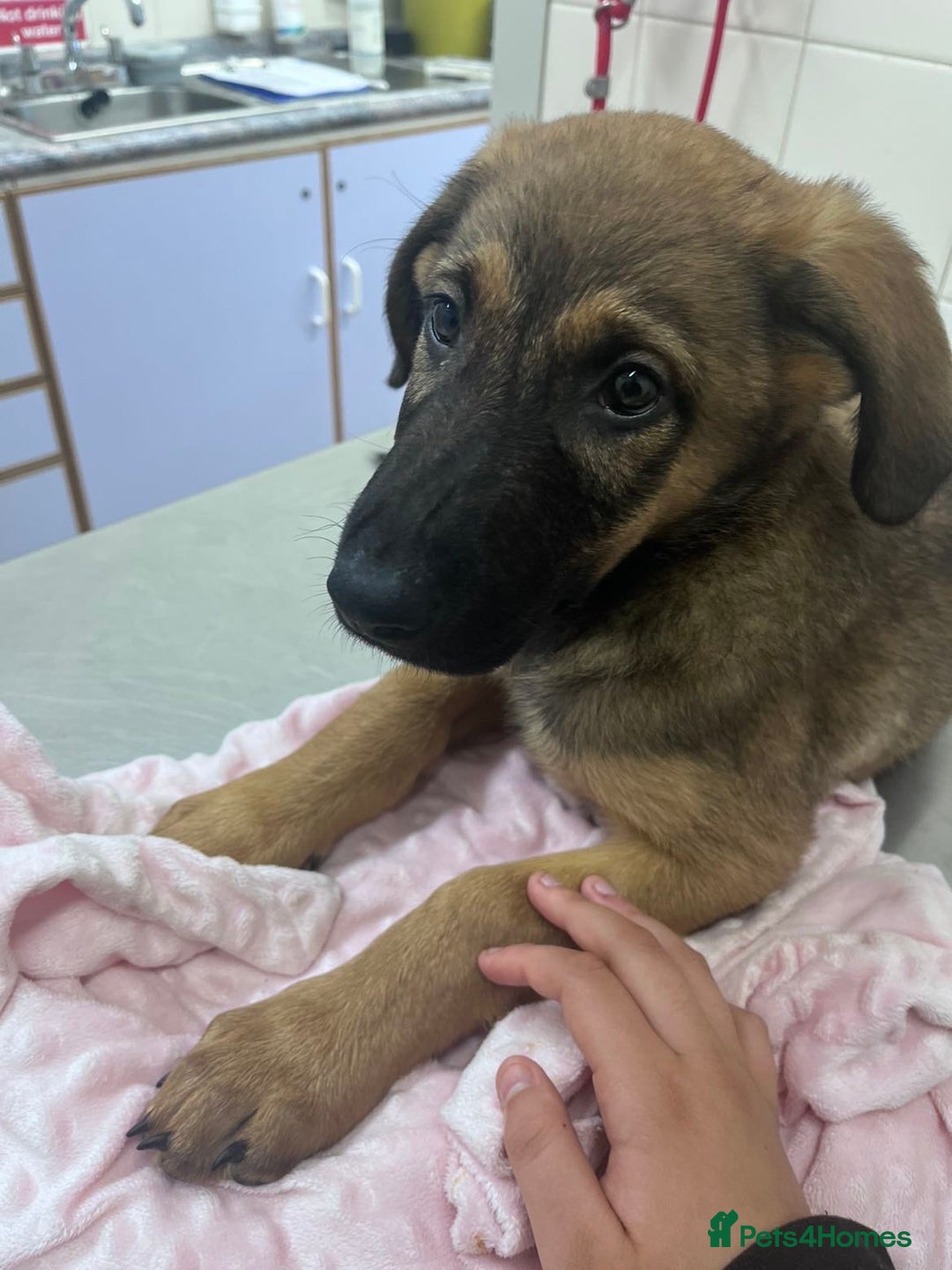 Mixed Breed dogs for sale: dogs for sale ££150-£250 - Image 1