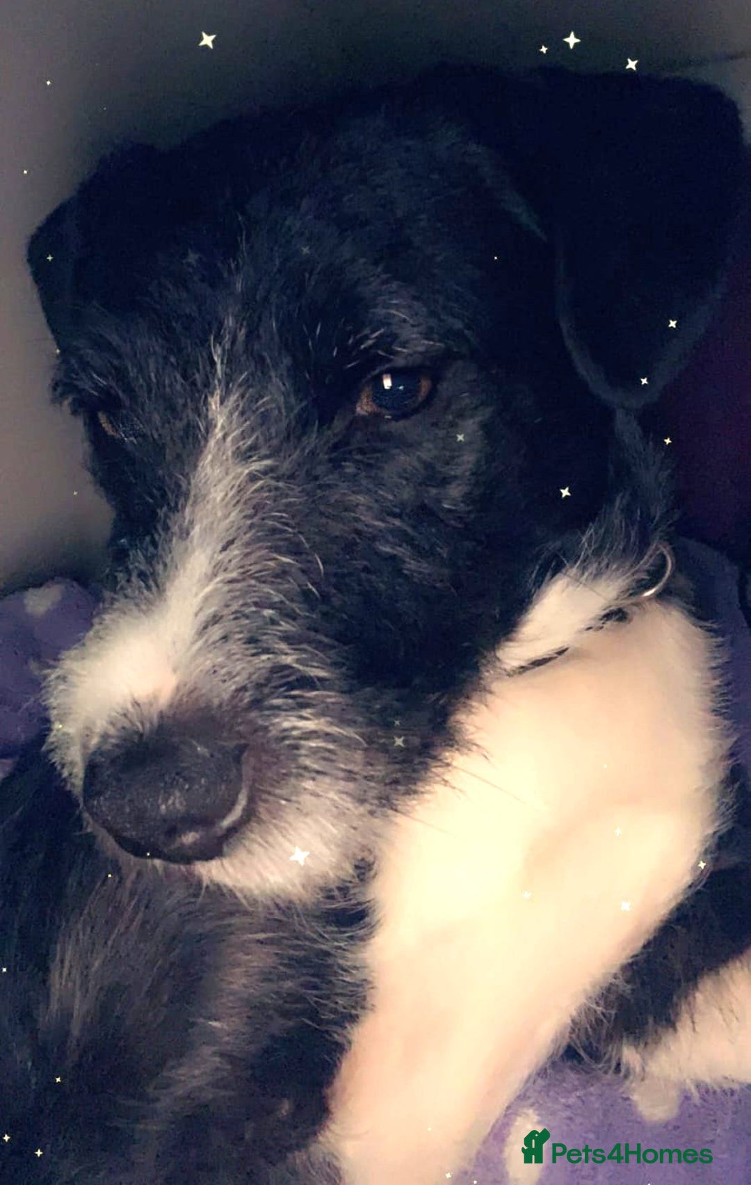 Mixed Breed dogs for adoption: BERTIE - a Lovely boy for a Loving Home - Image 3