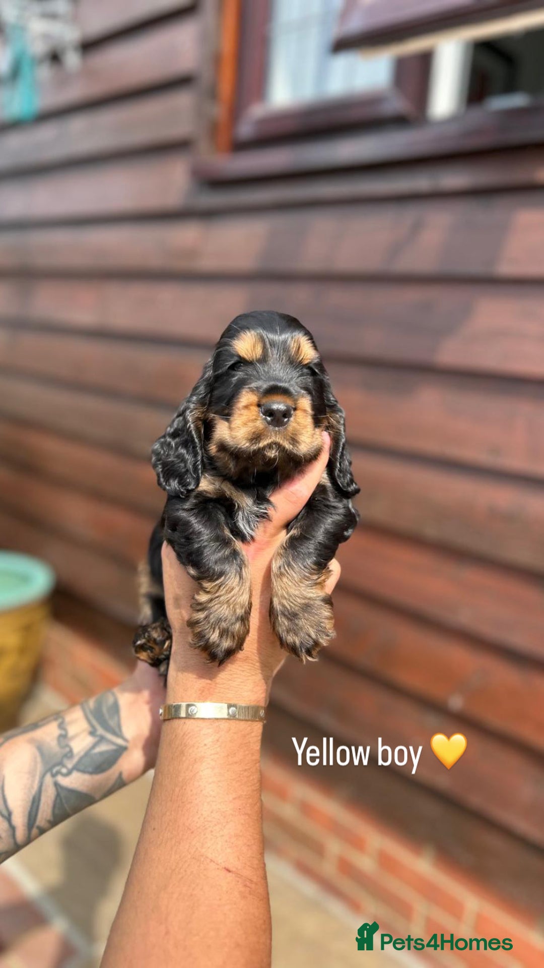 Cocker Spaniel dogs for sale: KC RIZI-BIZI show type European show champ lines - Image 8