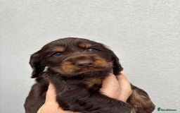 Cocker Spaniel dogs for sale: beautiful KC show cocker spaniel puppies  - Image 6